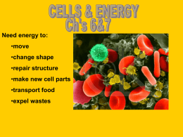 Photosynthesis & Cellular Respiration PPT