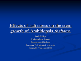 Effects of salt stress on the stem growth of Arabidopsis thaliana.