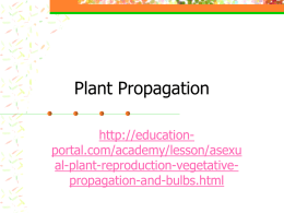Plant Propagation - MrsLongHorticulture