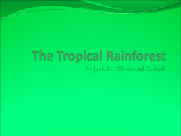 The Tropical Rainforest - Fitz
