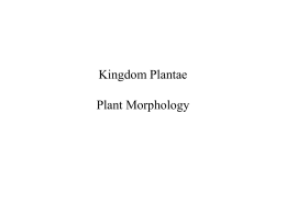 Kingdom Plantae - Bakersfield College