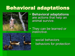 Behavioral Adaptations