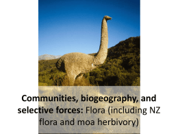 NZ Flora - phylodiversity.net