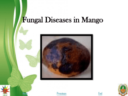 9.Fungal Diseases in Mango