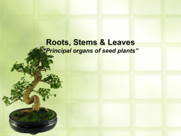 Roots, Stems & Leaves