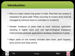 RLO-Pest management in Rice Nursery
