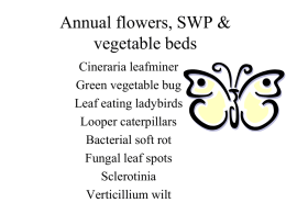Annual flowers, SWP & vegetable beds