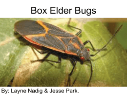 Box Elder Bugs