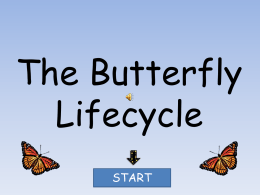 butterfly_lifecycle - KCS-1st-grade