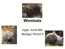 Wombats - Cloudfront.net