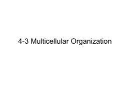 4-3 Multicellular Organization