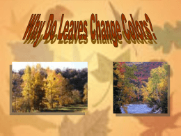 Why Do Leaves Change Colors?