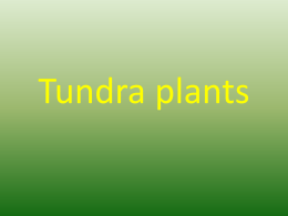 Tundra plants