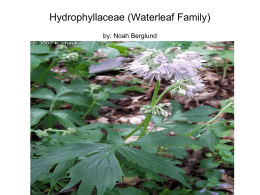 Hydrophyllaceae (Waterleaf Family) by: Noah Berglund