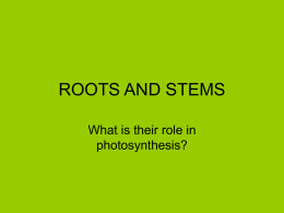 ROOTS AND STEMS