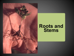 Roots and Stems - Cloudfront.net