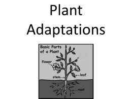 Plant Adaptions