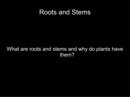 Roots and Stems - Effingham County Schools