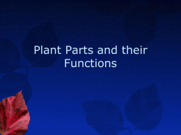 Plant Parts and their Functions