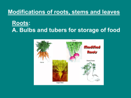 Modifications of roots, stems and leaves