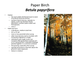 Paper Birch - Instructor