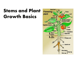Plant Growth Basics