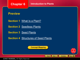 Section 1 What Is a Plant?