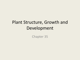 Plant Structure, Growth and Development