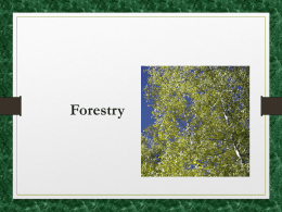 Forestry - friesenfrc