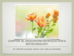 Chapter 38: Angiosperm Reproduction