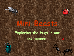 Mini Beasts - Amazon Web Services
