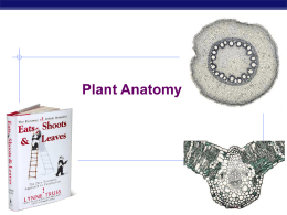 49Ch35PlantAnatomy20..