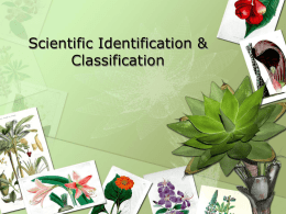 Scientific Identification of Plants
