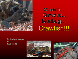 Crayfish… Crawdad… Mudbug… Crawfish!!!