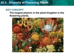 20.3 Diversity of Flowering Plants - mrs