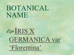 iris x germanica florentina