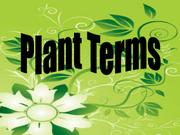 Plant Slide Show - ADeeperLookAtPlants