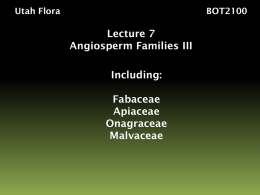 Lecture7 - Utah Valley University Herbarium