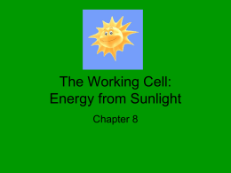 The Working Cell: Energy from Sunlight