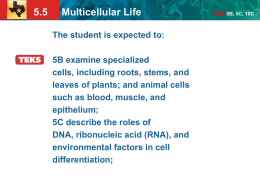 5.5 Multicellular Life TEKS 5B, 5C, 10C