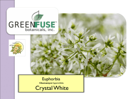 Crop Culture Report: Euphorbia Crystal White