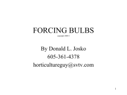 FORCING BULBS