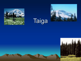 Taiga - Angelfire