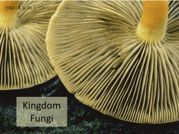 Fungi - cypresswoodsbiology