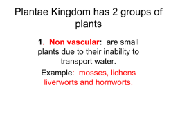 112884_Plantae_Kingdom.ppt