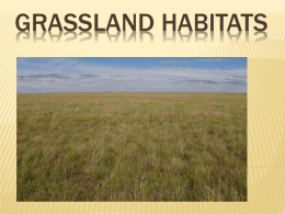 Grasslands (Prairie and Savannah)