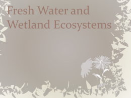 Freshwater and Wetlands