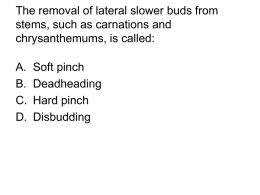 The removal of lateral slower buds from stems, such as