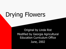 Drying_Flowers_Linda_Rist