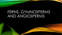 Ferns, Gymnosperms, Angiosperms